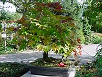 Acer palmatum omato aut 01.JPG